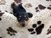 PoulaTo: Pinscher teacup